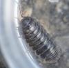 Armadillidium sp.